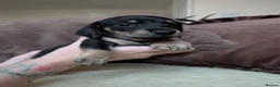 Miniature Dachshund dogs for sale: Miniature Dachshund Puppies - Advert 22