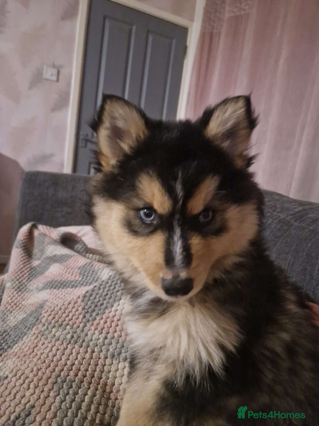 Pomsky dogs for sale: Little guy looking his forever home - Advert 2