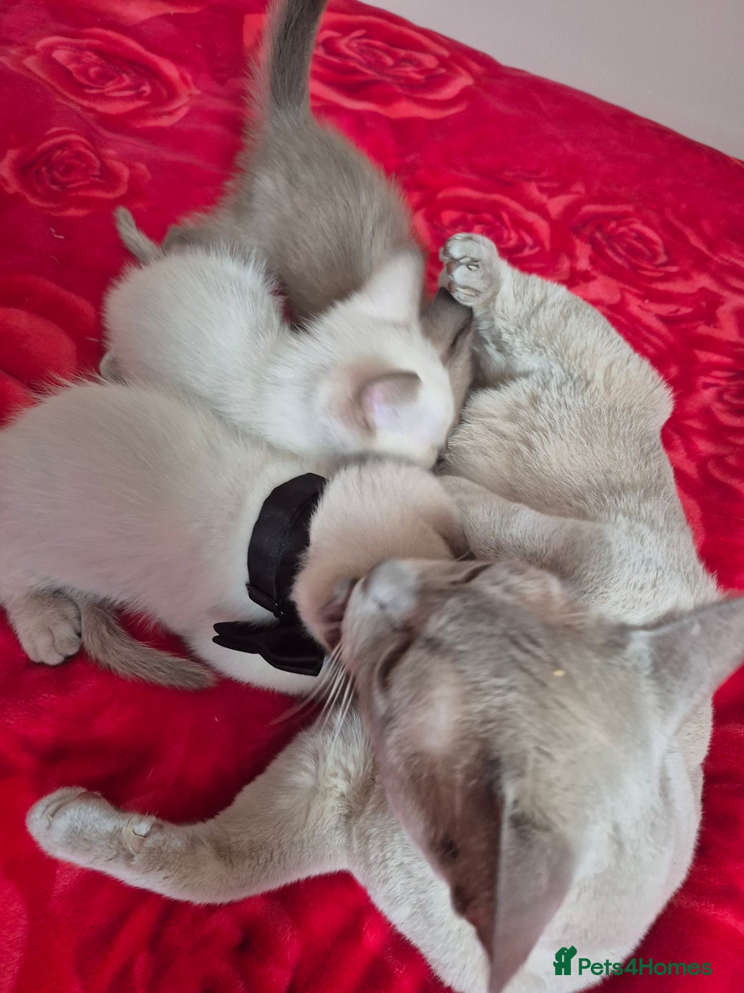 Mixed Breed cats for sale: Lovely Burmese cross Siamese kittens ready to go - Image 4