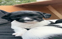 English Springer Spaniel dogs for sale: KC Reg English Springer Spaniel puppies - Image 12