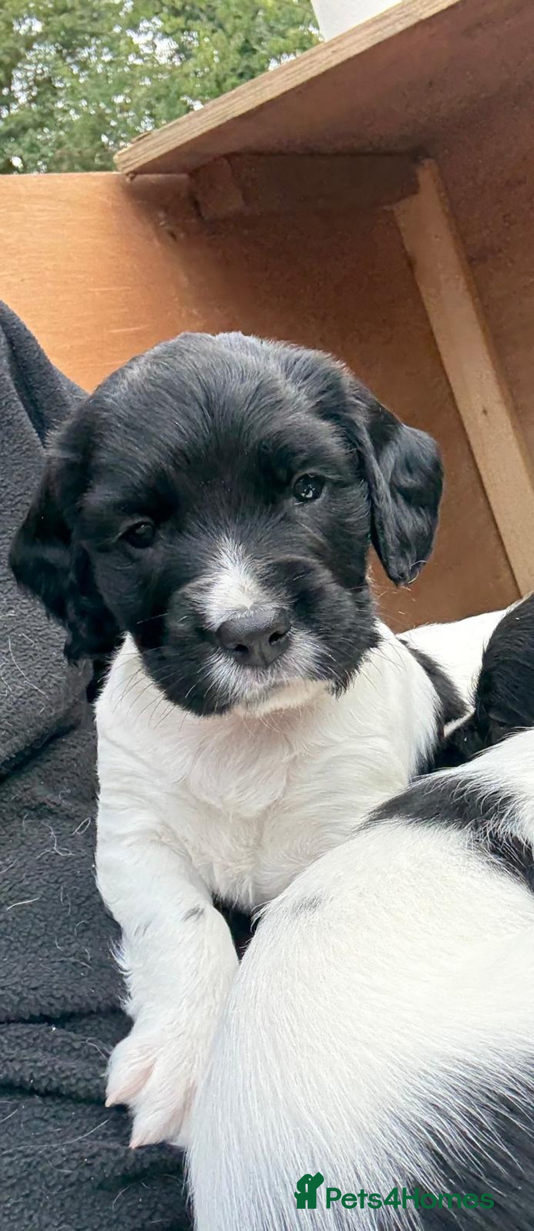 English Springer Spaniel dogs for sale: KC Reg English Springer Spaniel puppies - Image 12
