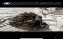 Mixed Breed cats for sale: Bengal mixed breed  - Image 1