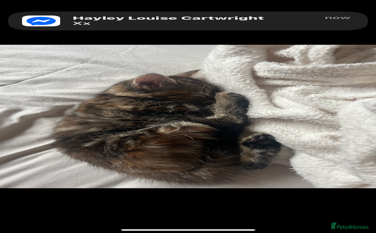 Mixed Breed cats - Advert 3