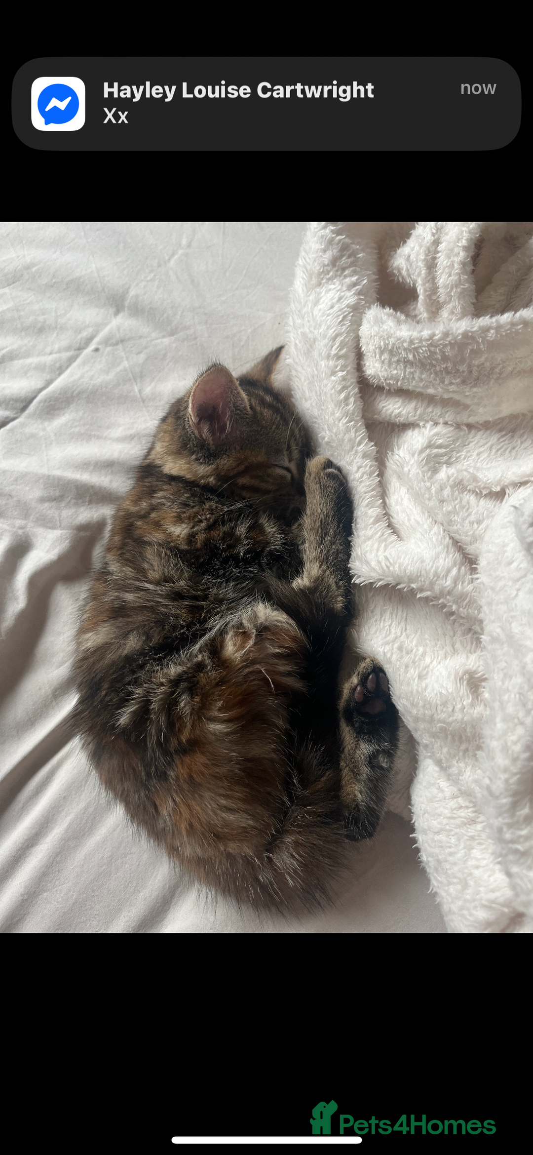 Mixed Breed cats for sale: Bengal mixed breed  - Image 1
