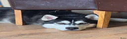Siberian Husky dogs for stud: Full bread Siberian husky for STUD in Ringwood - Advert 3