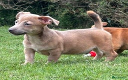 Jack Russell dogs for sale: rare coloured jack russel terriers - Image 9