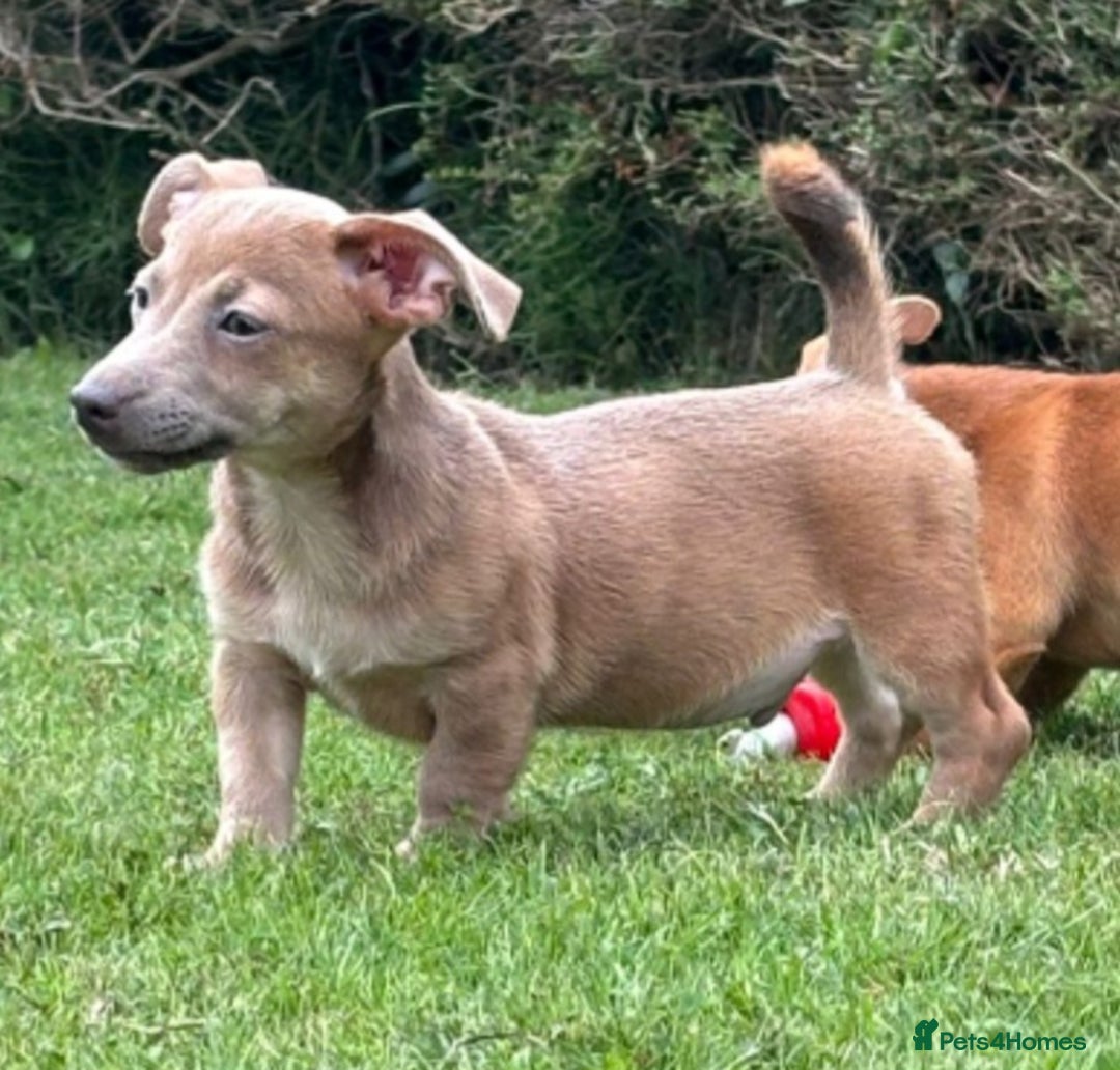 Jack Russell dogs for sale: rare coloured jack russel terriers - Image 9