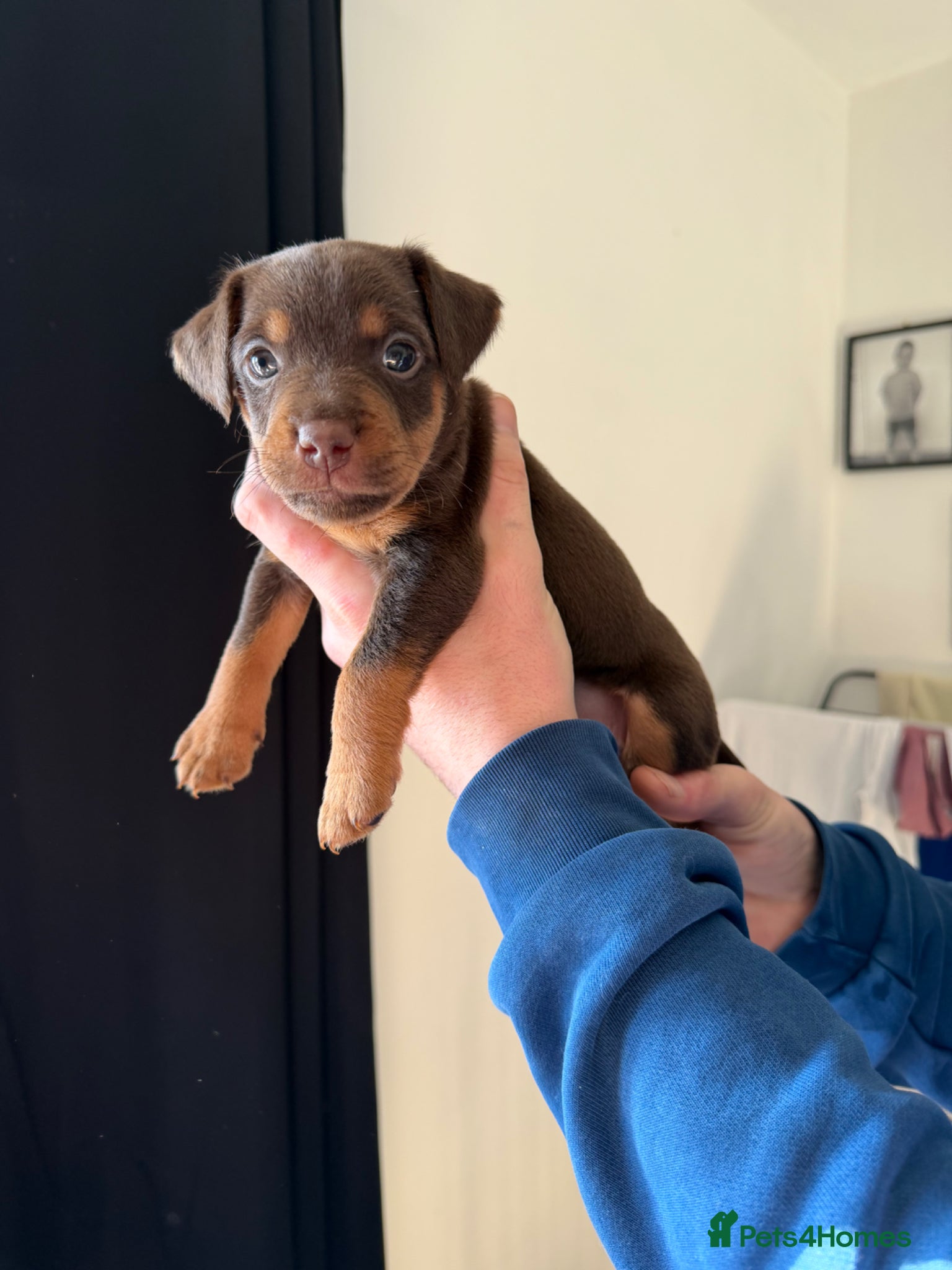 Mixed Breed dogs Patterdale puppies  - Advert 2