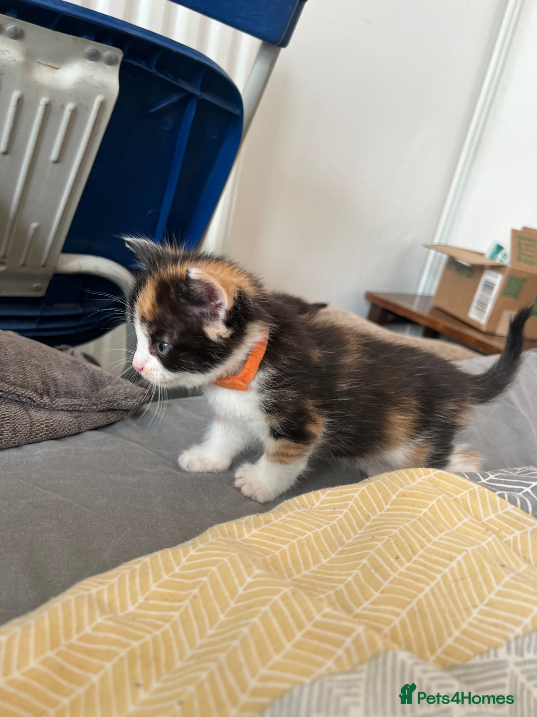 Mixed Breed cats for sale: Adorable 5-Week-Old Kittens Ready for Loving Home  - Image 27