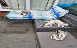 Dalmatian dogs for sale: 💙last LUA boy 💙 KC reg - Image 10