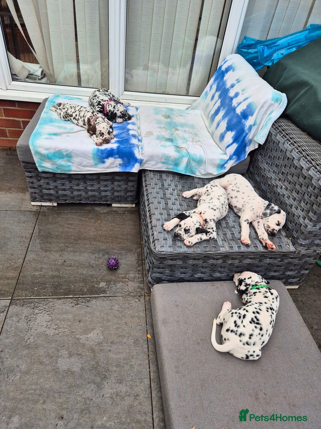 Dalmatian dogs for sale: 💙last LUA boy 💙 KC reg - Image 10