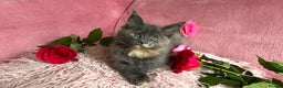 Maine Coon cats for sale: 3 Maine Coon Kittens  - Advert 5