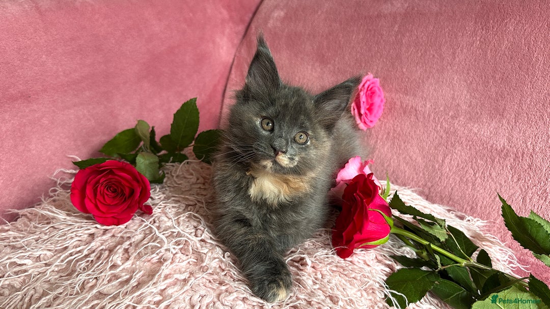 Maine Coon cats for sale: 3 Pedigree Maine Coon Kittens  - Image 5