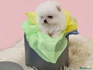 Pomeranian dogs 2 white boys - Advert 7