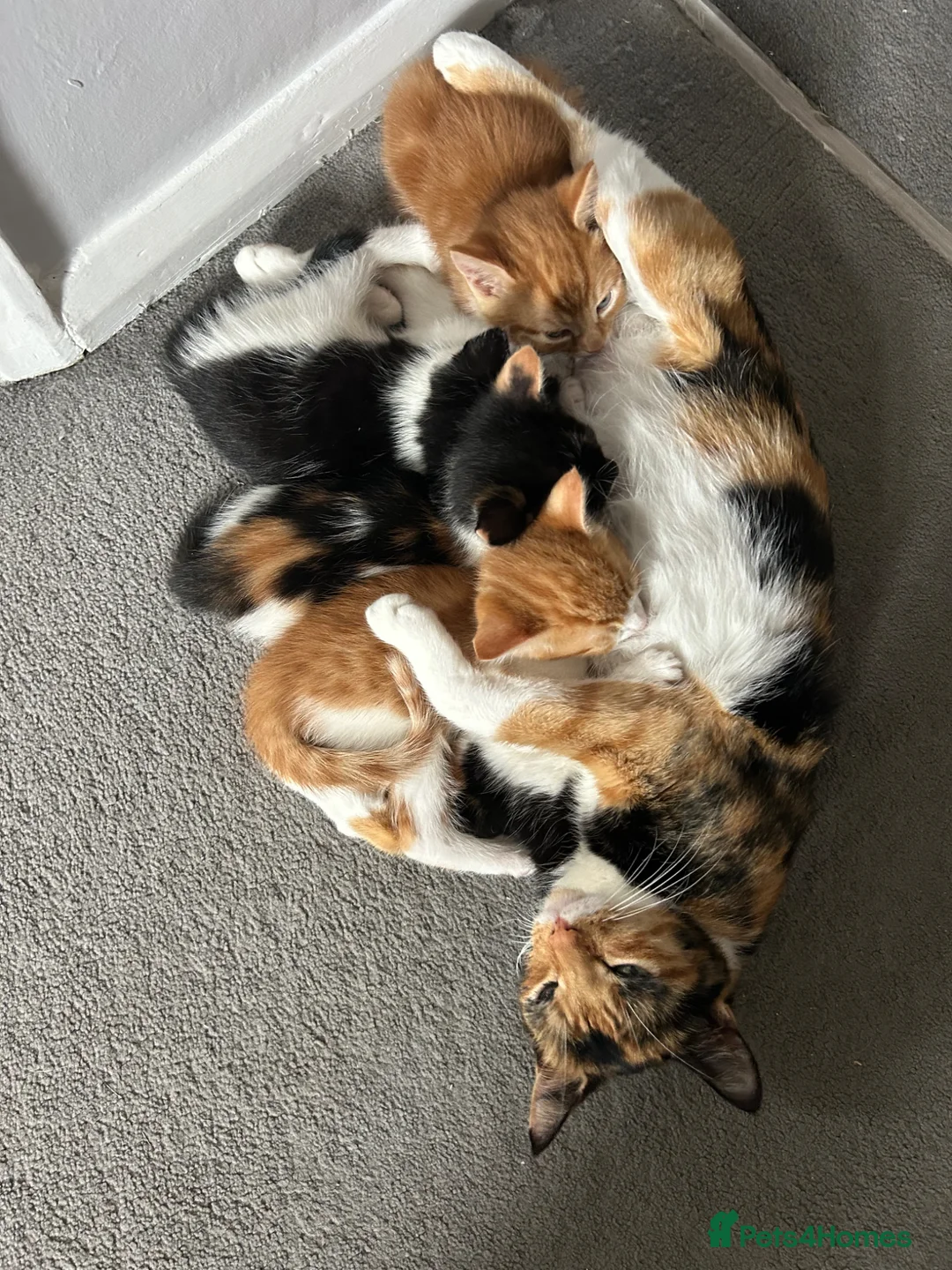 Mixed Breed cats for sale: 2 girls left  - Advert 1