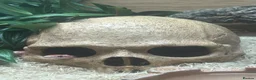 Corn Snake reptiles for sale: Corn snake needed rehoming FREE in King's Lynn - Advert 4
