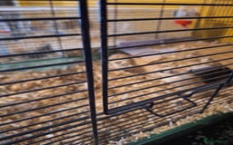 Gerbil rodents for sale: 2 male gerbils  - Image 1