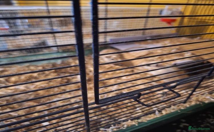 Gerbil rodents - Advert 13