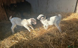 Goats livestock for sale: Pygmy X - Image 19