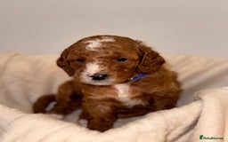 Cavapoochon dogs for sale: Cavapoochon Puppies –Ready Mid-October - Image 8