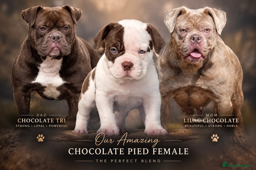 Olde English Bulldogge dogs for sale: Uk’s Longest & Most Reputable todate.  - Advert 1