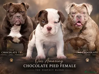 Olde English Bulldogge dogs Uk’s Longest & Most Reputable todate. - Advert 18