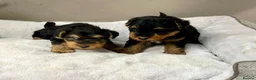 Welsh Terrier dogs for sale: Top Quality KC Reg PLL clear Welsh Terrier Puppies - Advert 7