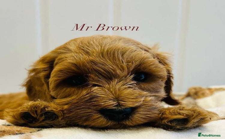 Cavapoo dogs - Advert 3