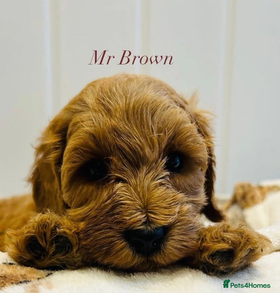 Cavapoo dogs for sale: Stunning Health Tested F1BB Cavapoo’s 🧬 - Image 2