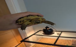 Tortoise reptiles for sale: Healthy Horsfield Tortoise with Full Setup - Image 2