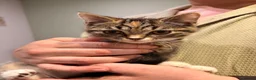 British Shorthair cats for sale: Rare Tabby Female British Shorthair. Ready to home - Advert 6