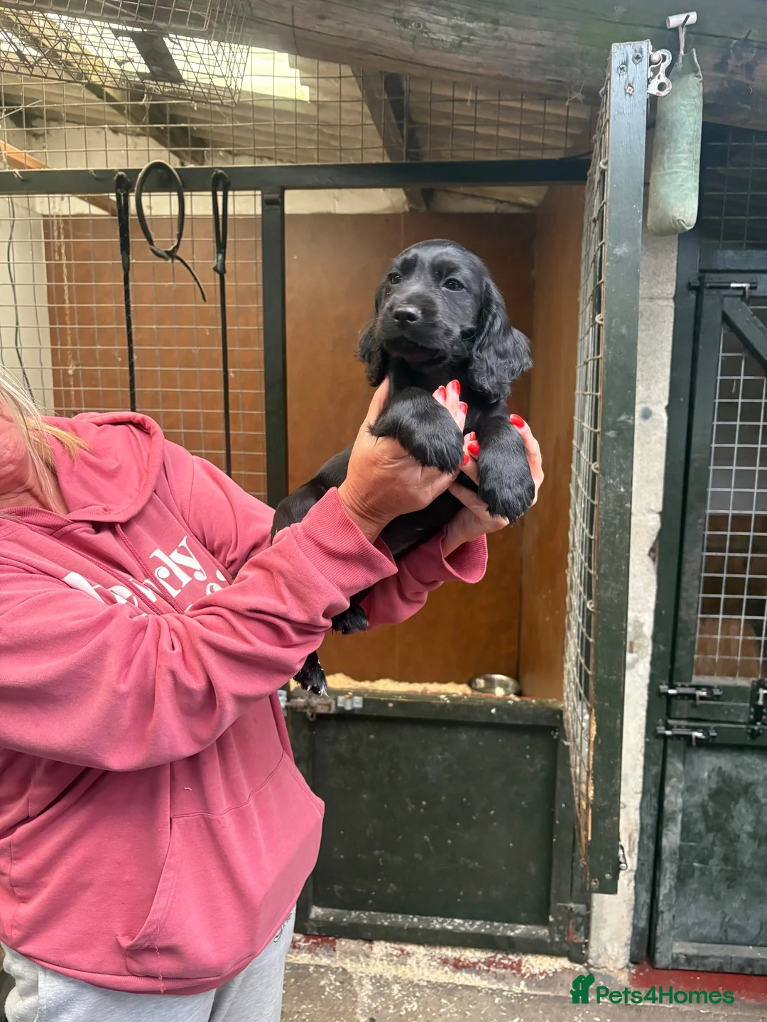 Cocker Spaniel dogs for sale: Gamekeeper bred - Advert 2