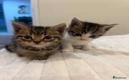 Mixed Breed cats for sale: Six adorable mixed silver striped bengal kittens  - Image 7