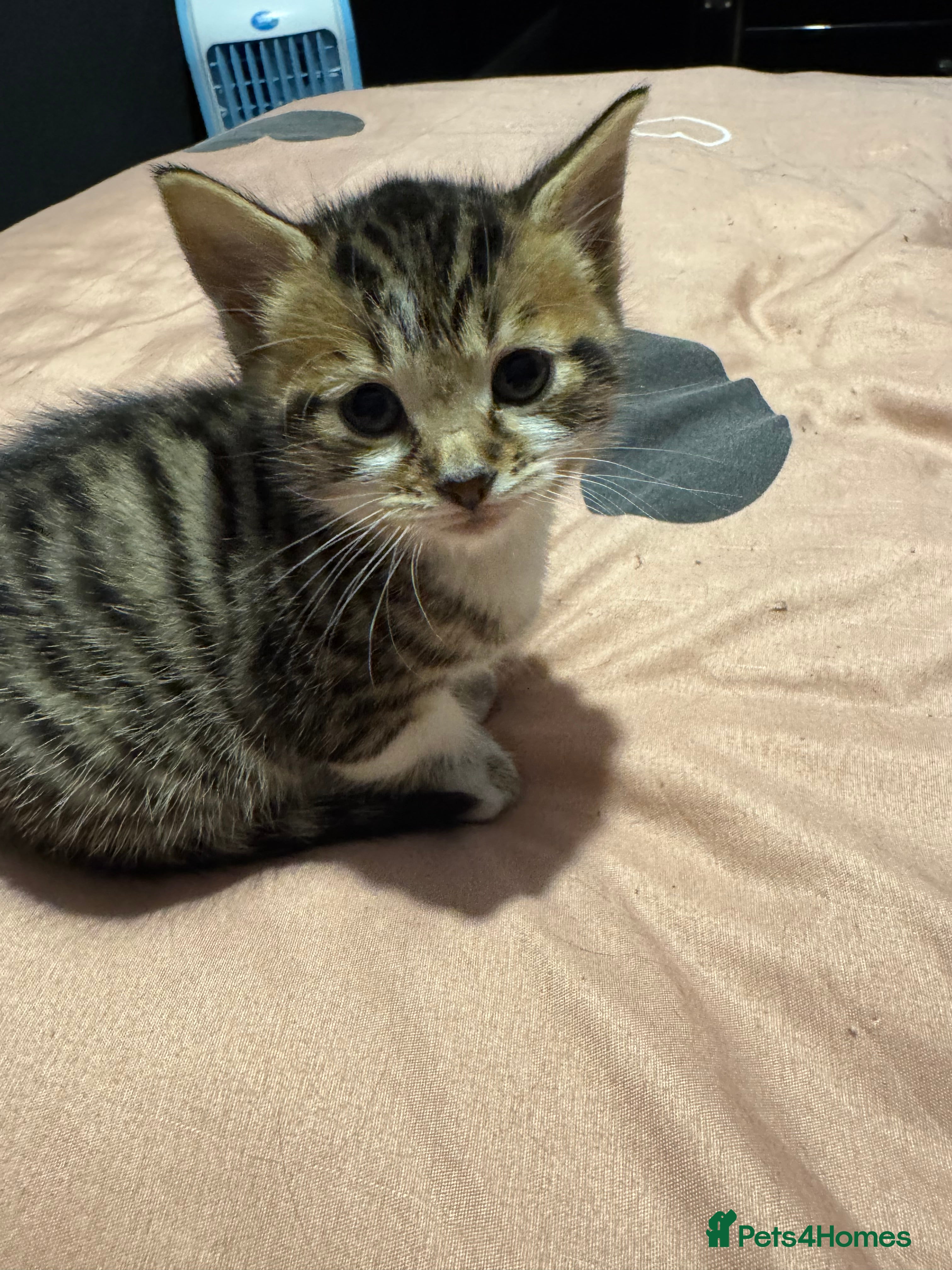 Mixed Breed cats Bengal mix kittens for sale - Advert 13