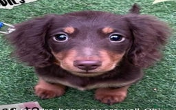 Miniature Dachshund dogs for sale: Stunning full pedigree Miniature Dachshunds  - Image 39
