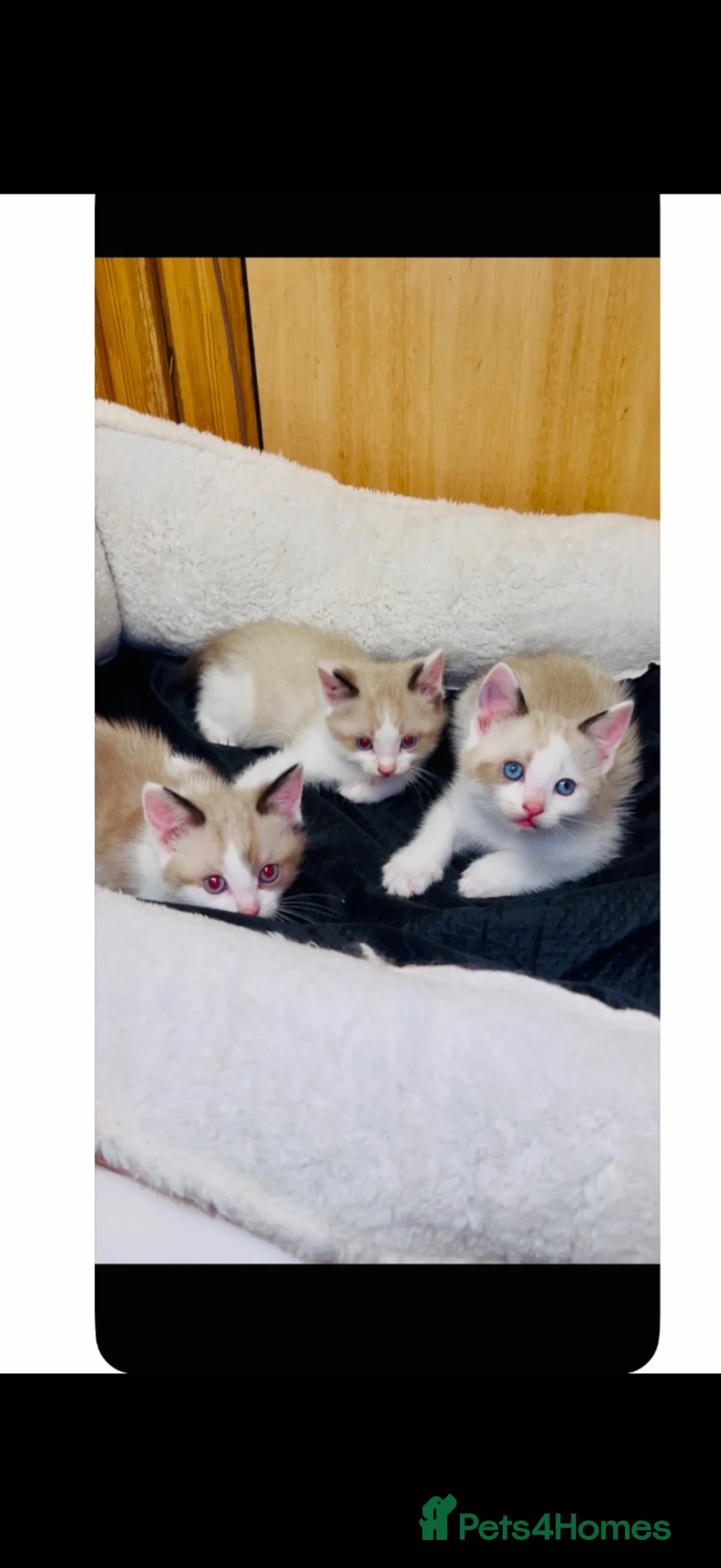 Mixed Breed cats for sale: 5 Cross ragdoll - Advert 7