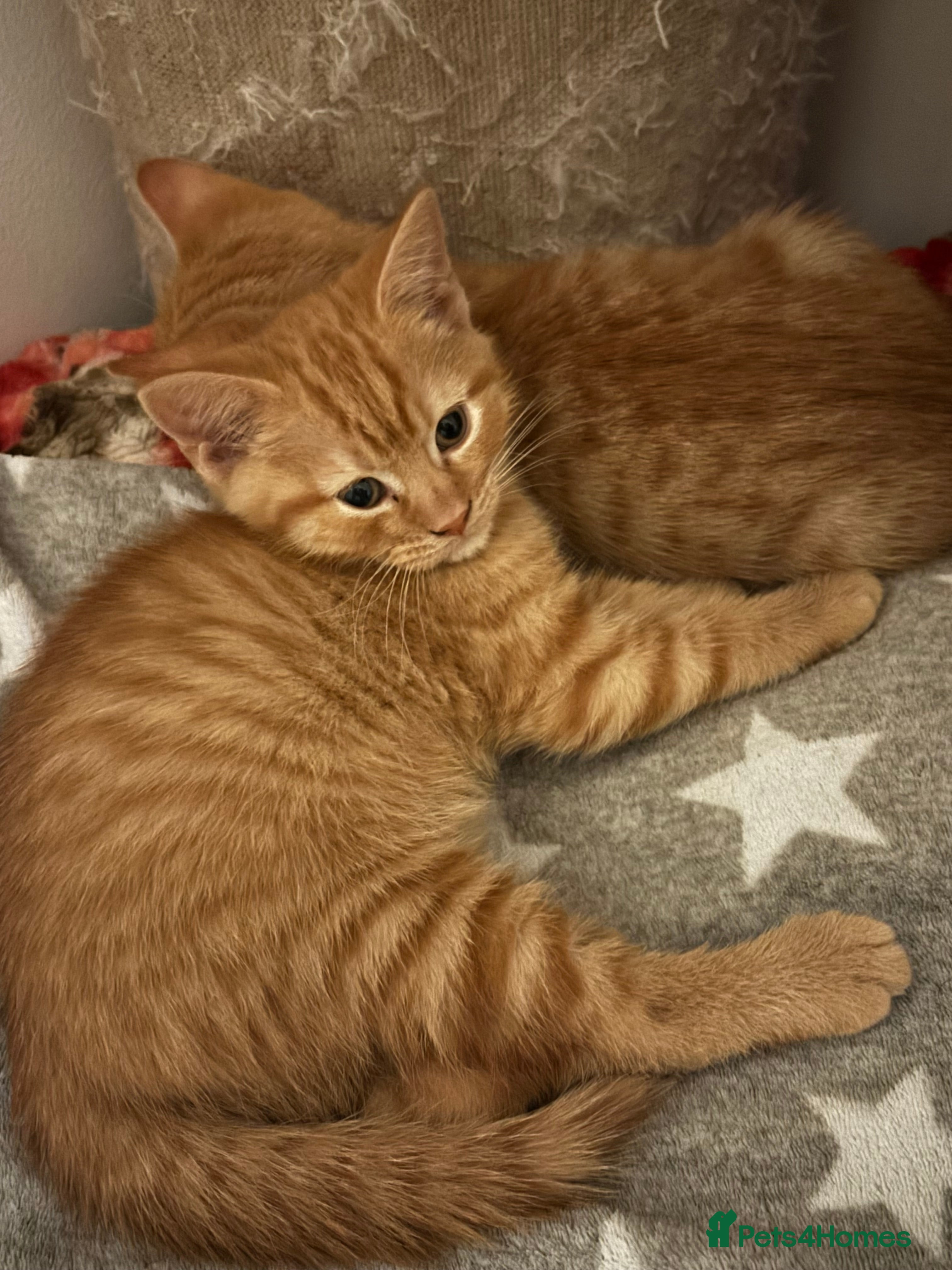 Mixed Breed cats Ginger kittens looking for new home in London - Advert 1