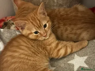 Mixed Breed cats Ginger kittens looking for new home in London - Advert 1