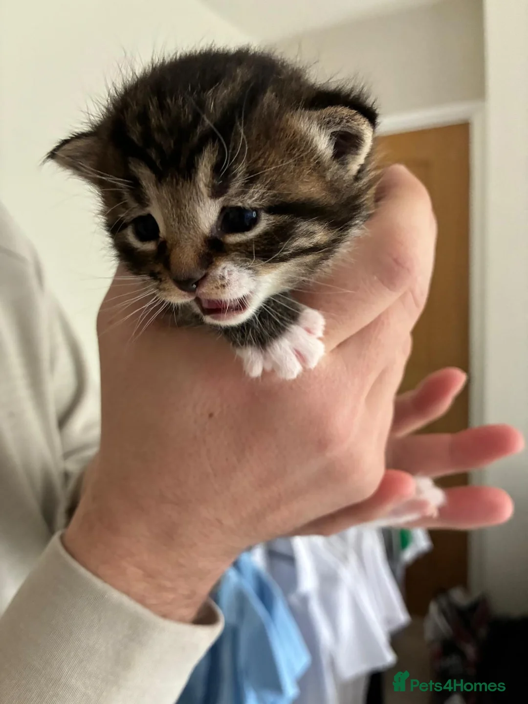 Mixed Breed cats for sale: Cute tabby & black kitttens - ready soon. in Watford - Advert 2