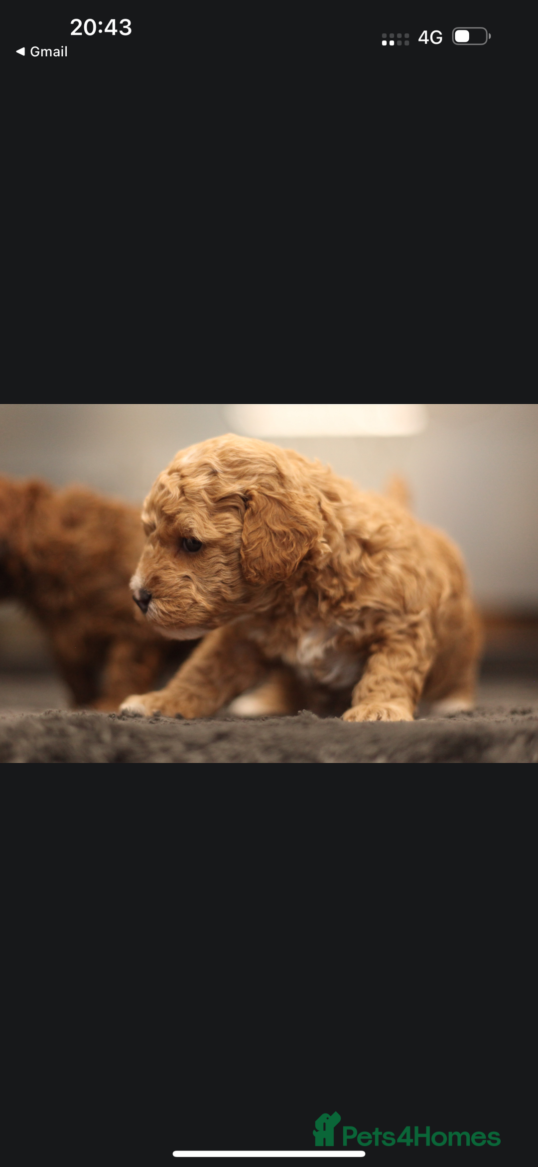 Poochon dogs for sale: Beautiful Poochon Pups Home Bred second litter - Advert 27