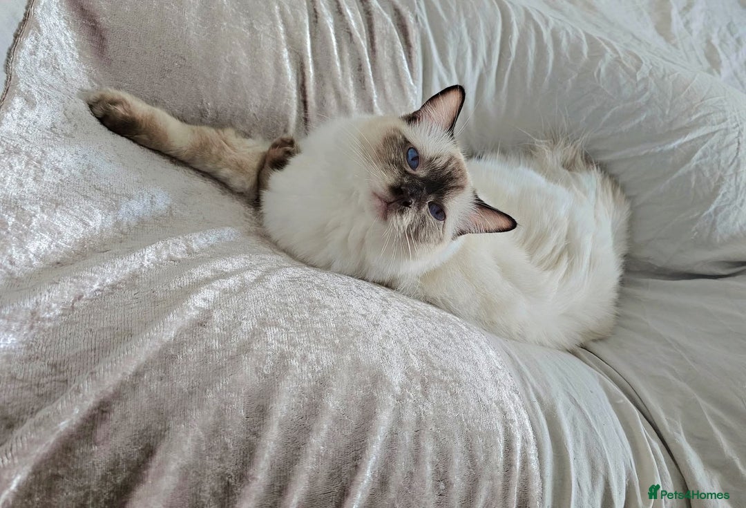 Ragdoll cats for sale: Nìco and  Sirus  - Image 3