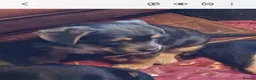 Mixed Breed dogs for sale: Adorable French Bulljack puppies  - Advert 13