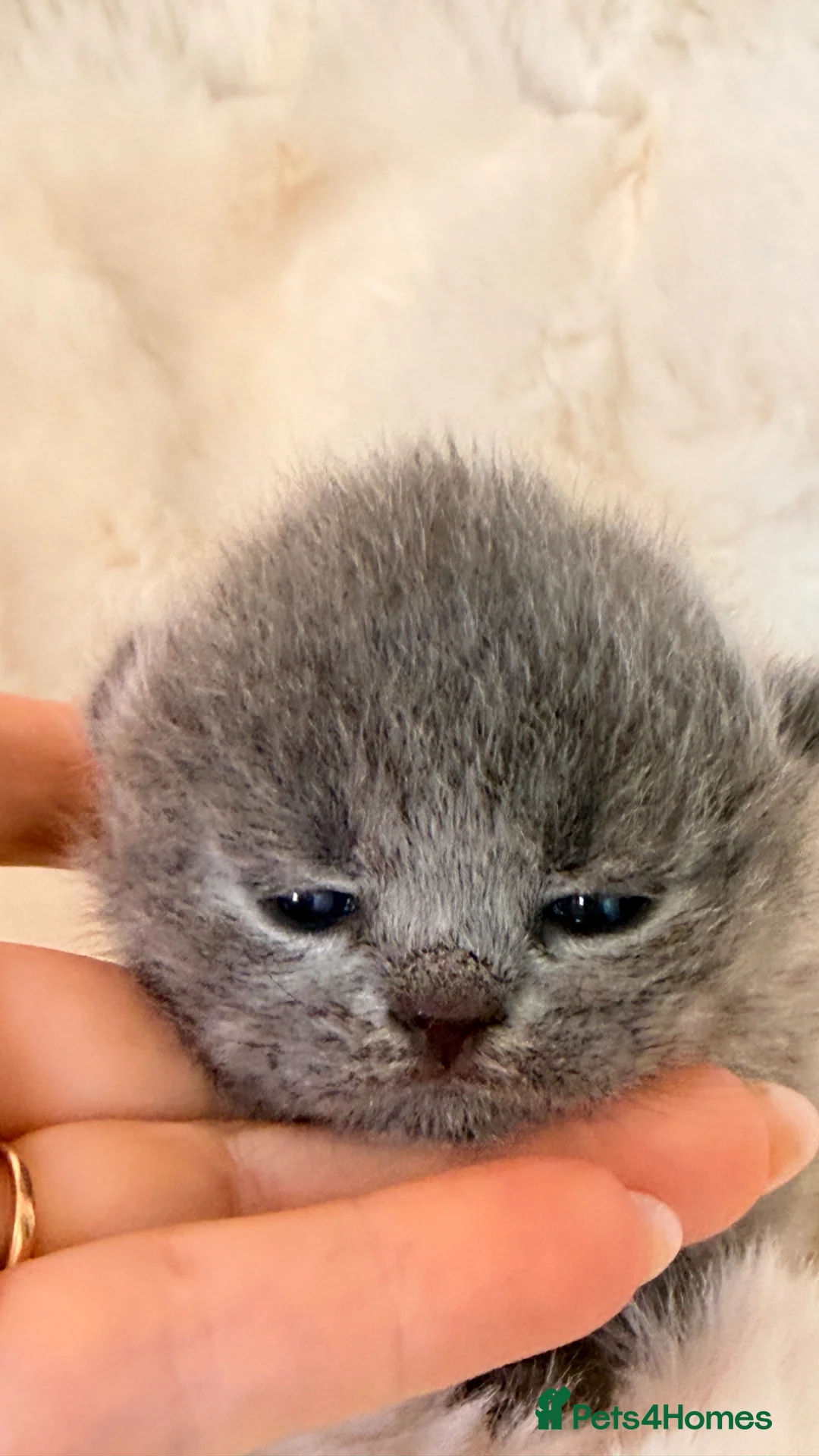 British Shorthair cats for sale: Exceptional quality champions line GCCF/TICA  reg - Advert 2
