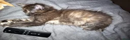 British Longhair cats for sale: Super fluffy foodie girl - Advert 7