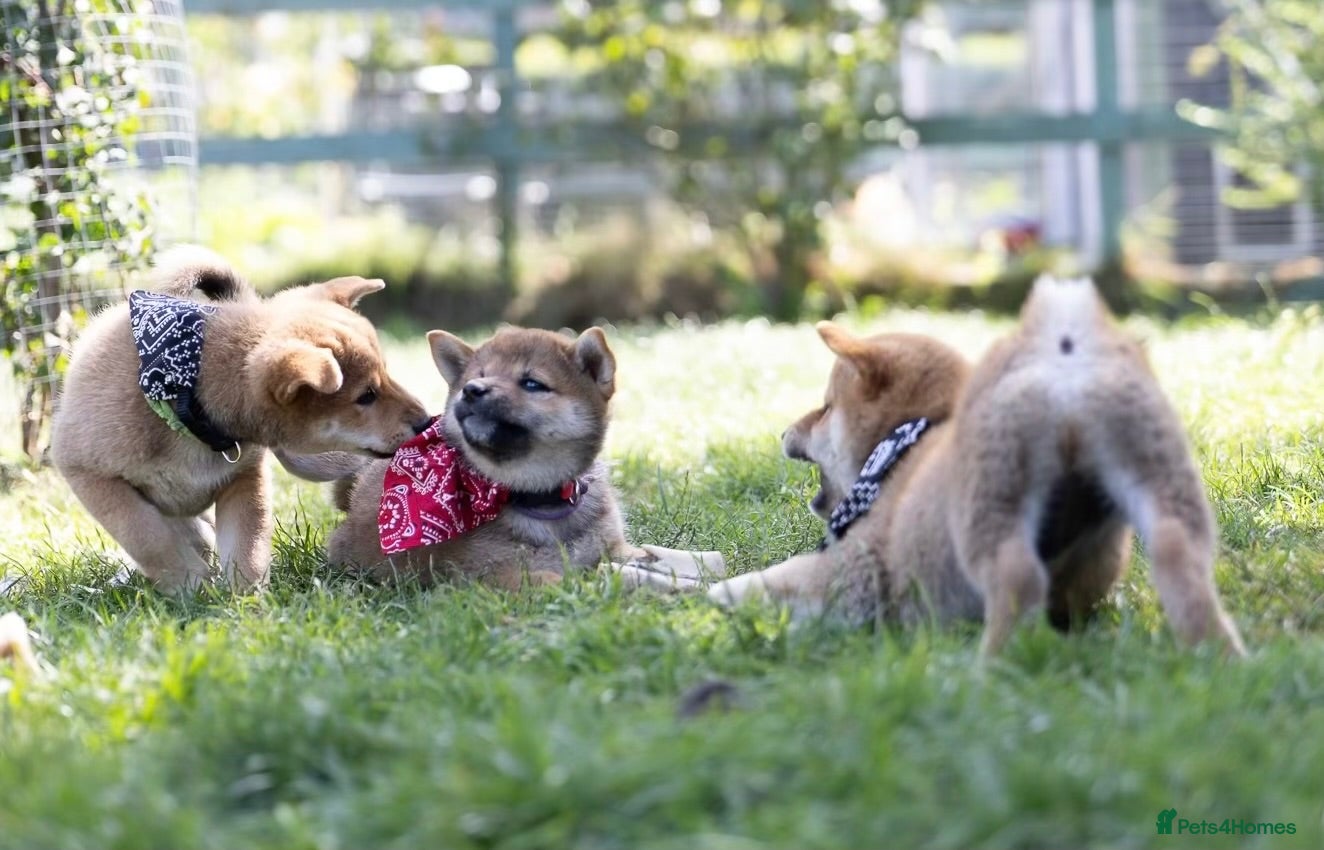 Japanese Shiba Inu dogs Outstanding original Japanese Shiba Inu puppies  - Advert 1