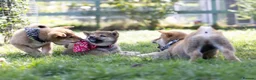 Japanese Shiba Inu dogs for sale: Outstanding original Japanese Shiba Inu puppies  - Advert 3