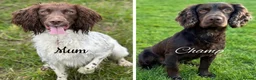 Sprocker dogs for sale: Fully Health Tested Sprocker Puppies  - Advert 9