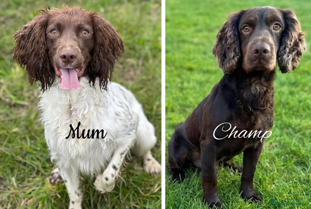 Sprocker dogs for sale: Fully Health Tested Sprocker Puppies  - Advert 9