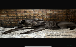 Cane Corso dogs for sale: Cane corso  - Image 3
