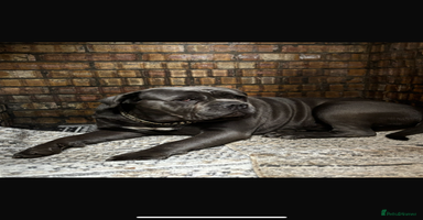 Cane Corso dogs - Advert 3